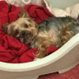 Meet your Posher, Evelyn